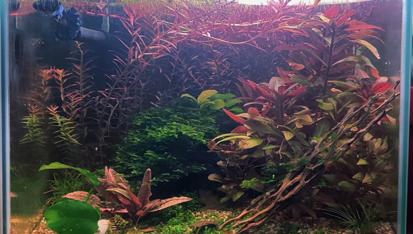 Cohabitation betta et crevette