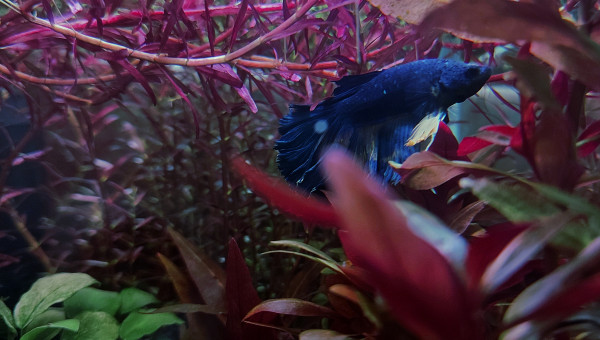 Cohabitation betta et crevette