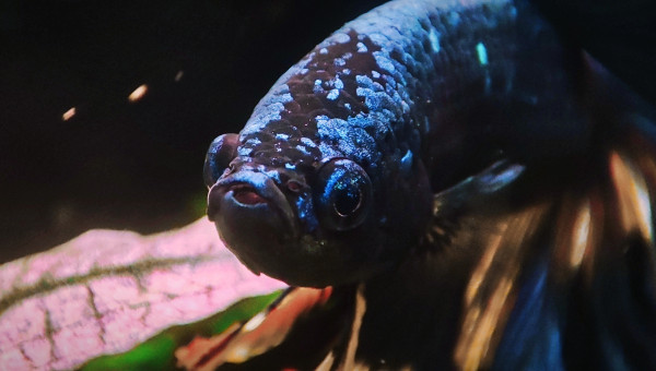 Cohabitation betta et crevette