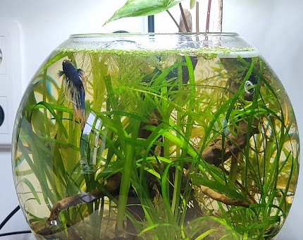 La boule a bien évolué depuis le temps