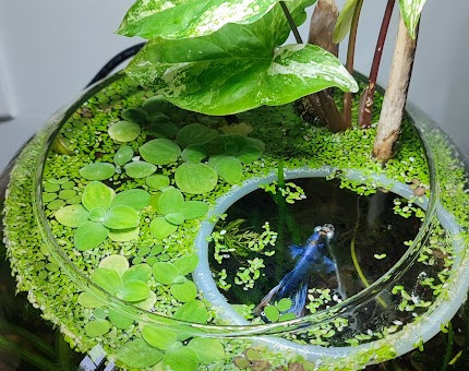 La boule a bien évolué depuis le temps