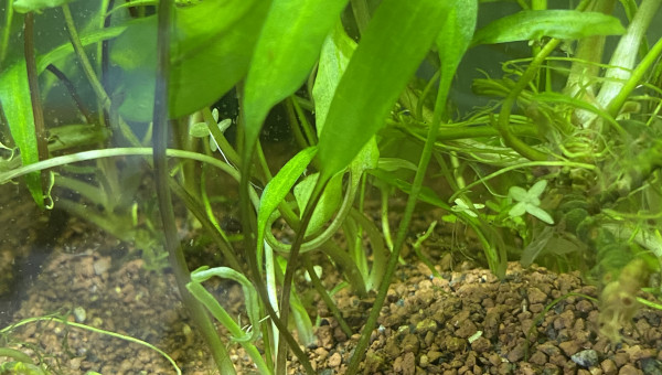 Ajout de petite neocaridina blue velvet