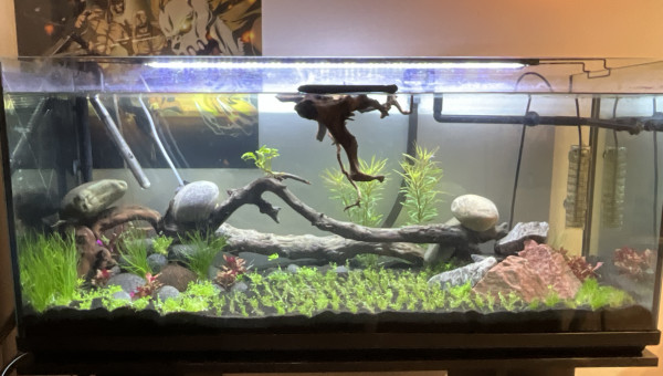 Bac planté la veille