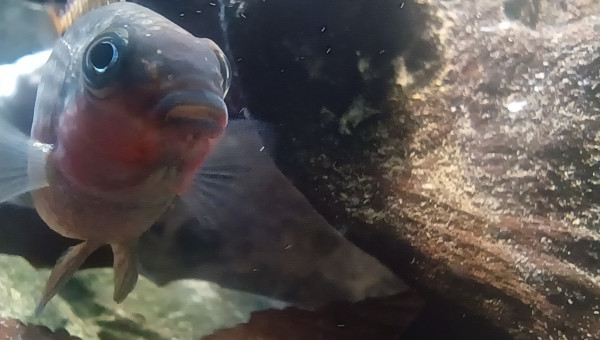 Pelvicachromis kribensis