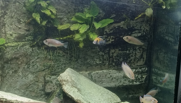 Deuxième portée en avril