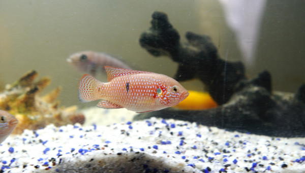 3 Jewels nés en mai 2025