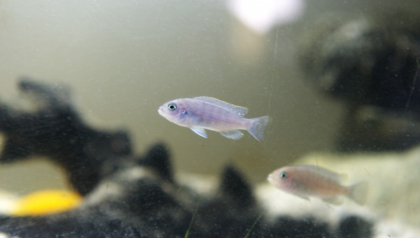 7 juvéniles Cynotilapia Afra Cobue de Chambéry de chez Kris, il grandissent vite