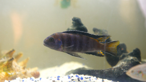 3 Cynotilapia, deux de Kris et 1 gros , femelle je crois