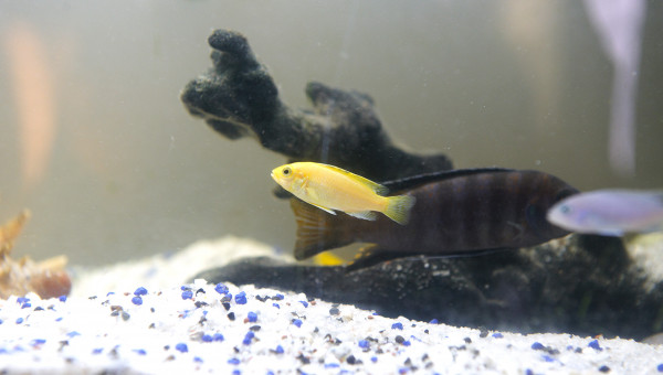 Deux yellow lab ici le petit , la star du bassin il y a un géant aussi