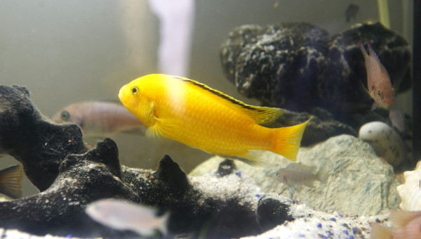 Le géant Yellow lab 15 cm, tres pacifique, il passe son temps à refaire le terrain , je le surnomme le terrassier