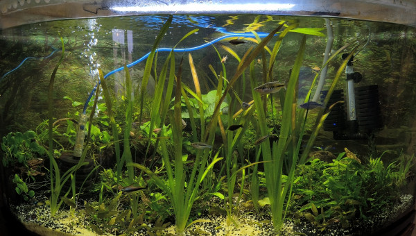 Mon aquarium communautaire de 340 litre