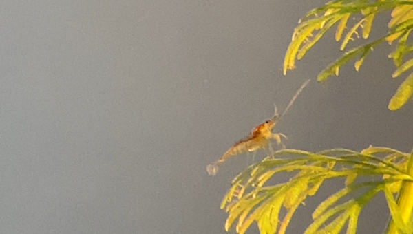 Zoé Atyaephyra desmarestii