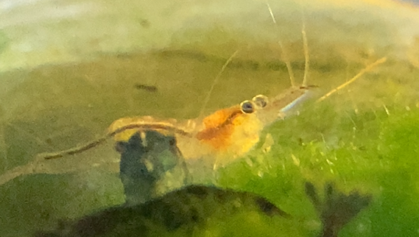 Maman Atyaephyra desmarestii