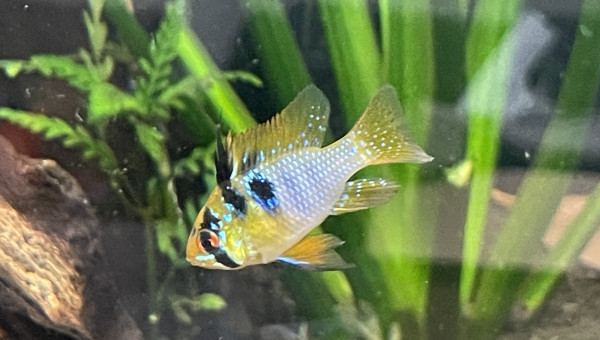 Ajout de 3 couples de ramirezi