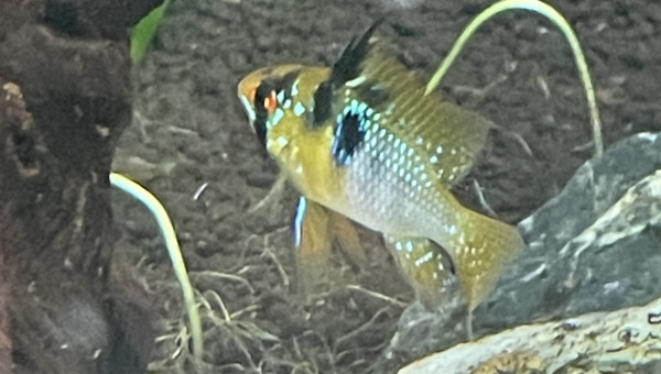 Ajout de 3 couples de ramirezi