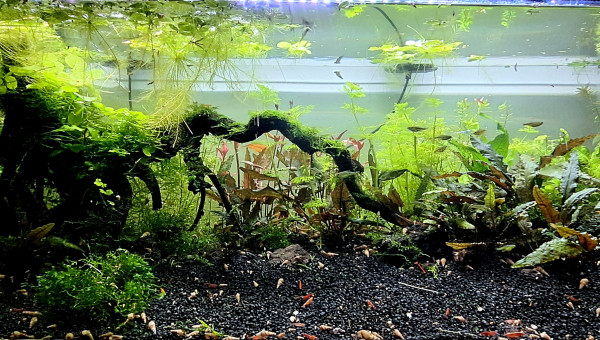 Nettoyage des flottantes