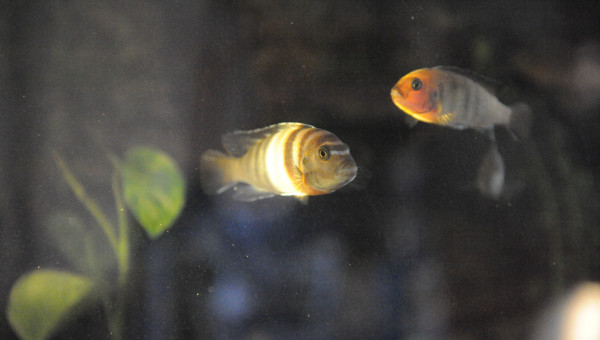 Levé du jour vendredi 12/09 matin