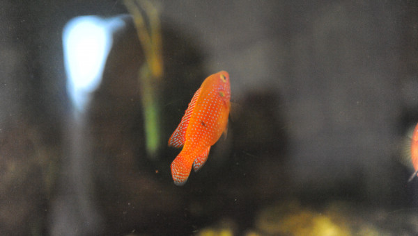 Levé du jour vendredi 12/09 matin