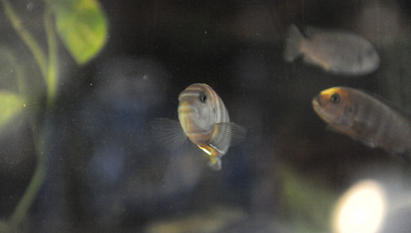 Levé du jour vendredi 12/09 matin