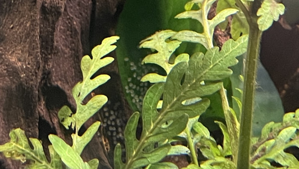 Un deuxième couple a aussi pondu !