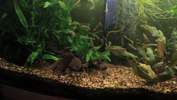 Les petits Channa bleheri ont bien grandi