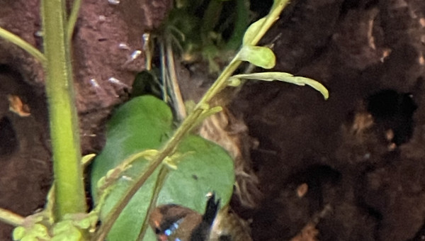 Déjà des 1ers alevins de ramirezi !