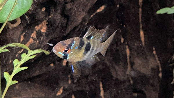 Déjà des 1ers alevins de ramirezi !