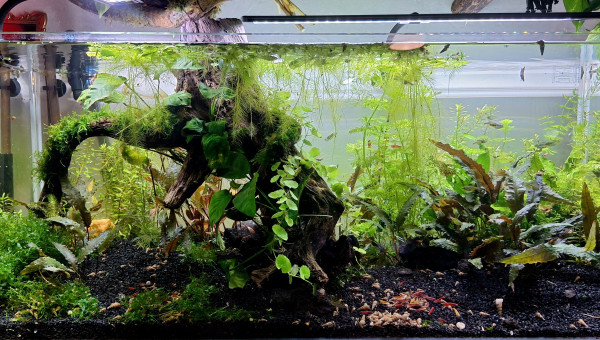 Changement de racine