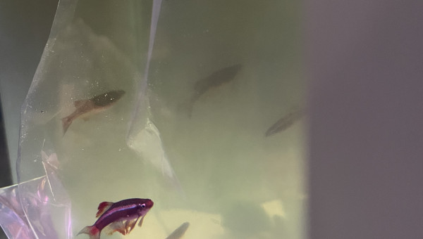 Hivernage des Tanichthys albonubes