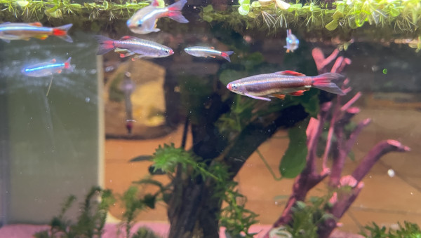 Hivernage des Tanichthys albonubes