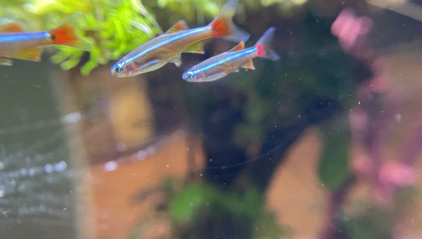 Hivernage des Tanichthys albonubes