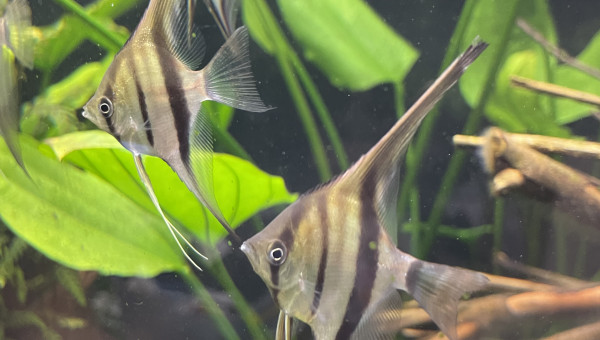 Dur dur de les prendre en photo !