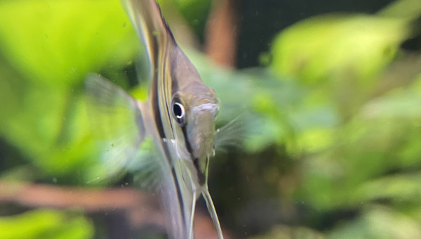 Dur dur de les prendre en photo !