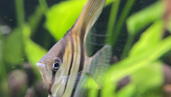 Dur dur de les prendre en photo !