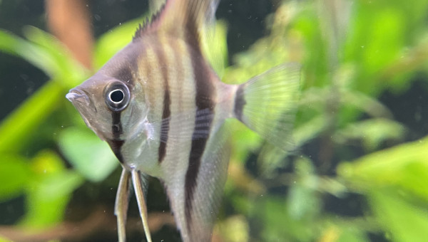 Dur dur de les prendre en photo !