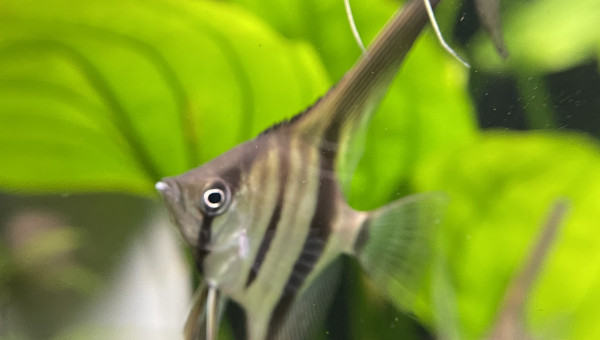 Dur dur de les prendre en photo !