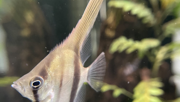 Dur dur de les prendre en photo !