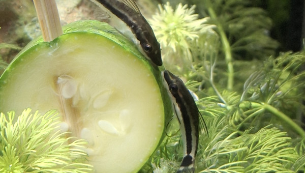 L'apéro des otocinclus