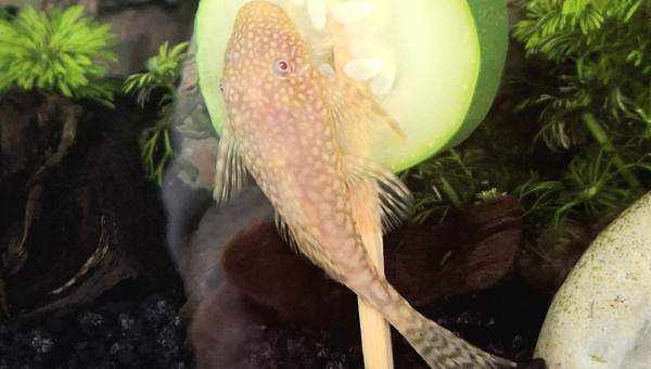 Madame ancistrus Gold