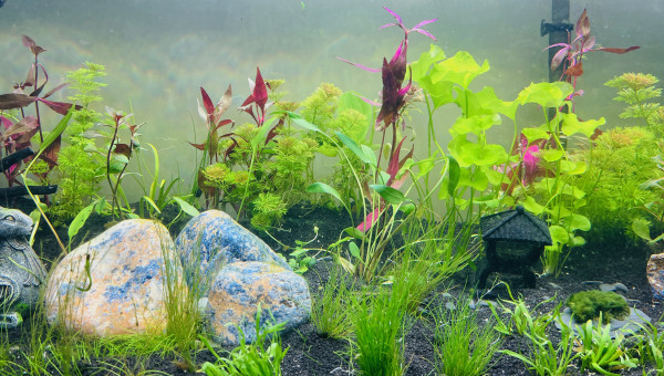 2ème vague de plantation