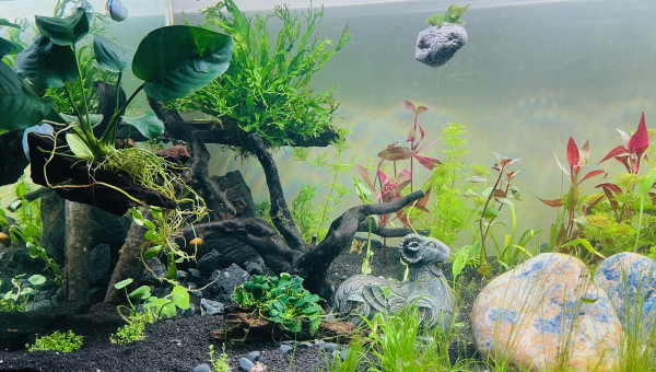 2ème vague de plantation