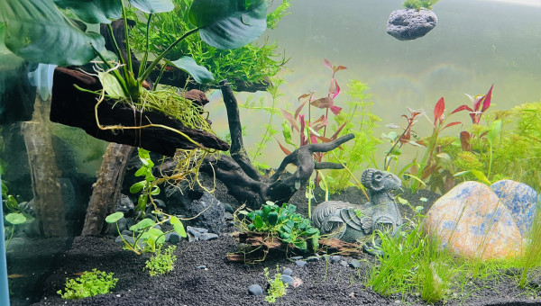 2ème vague de plantation