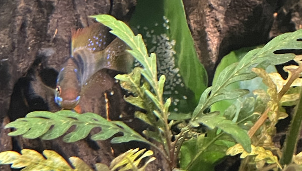 Les ramirezi ont à nouveau pondu !