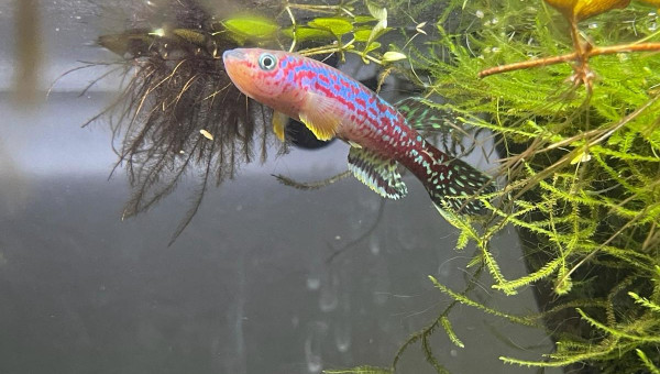 Fundulopanchax marmoratus Bakossi Camp ADL 13-37