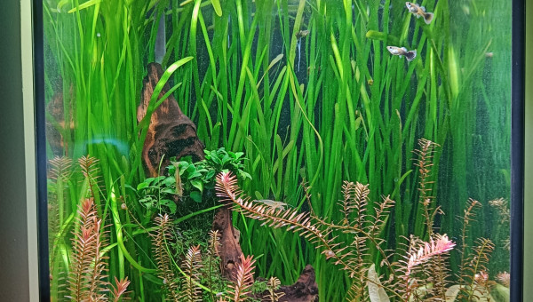 Guppy, caridina japonica