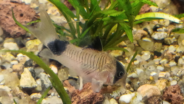 Corydoras panda