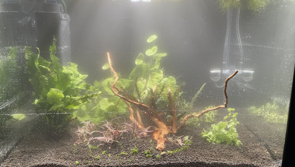 Mise en eau d’un 55L spécifique pour un couple de betta smaragdina