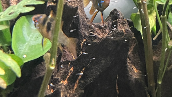 Nage libre pour les alevins de ramirezi