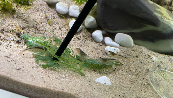 Elles adorent les orties du jardin !