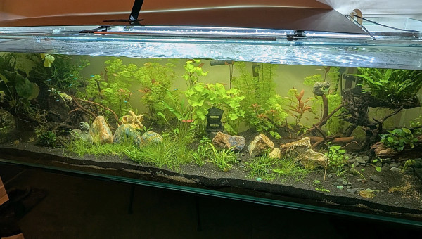 Enfin en place et peuplé !